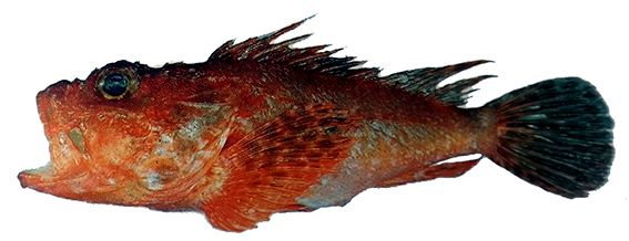 Scorpaena stephanica_02.jpg